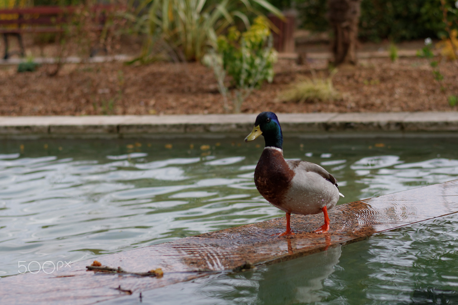 Nikon AF-S Nikkor 50mm F1.8G sample photo. Canards photography
