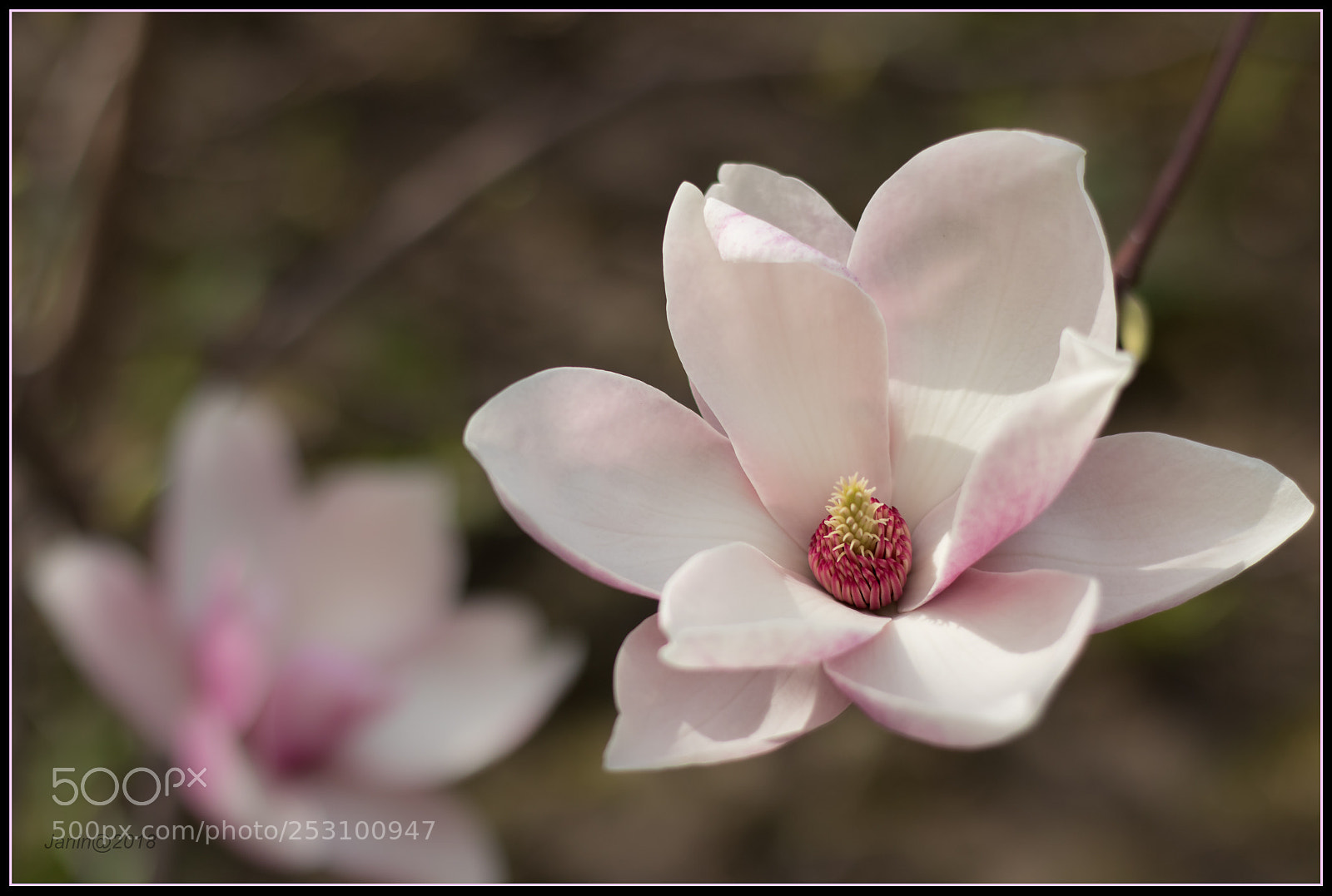 Canon EOS 77D (EOS 9000D / EOS 770D) sample photo. Magnolia flowers photography