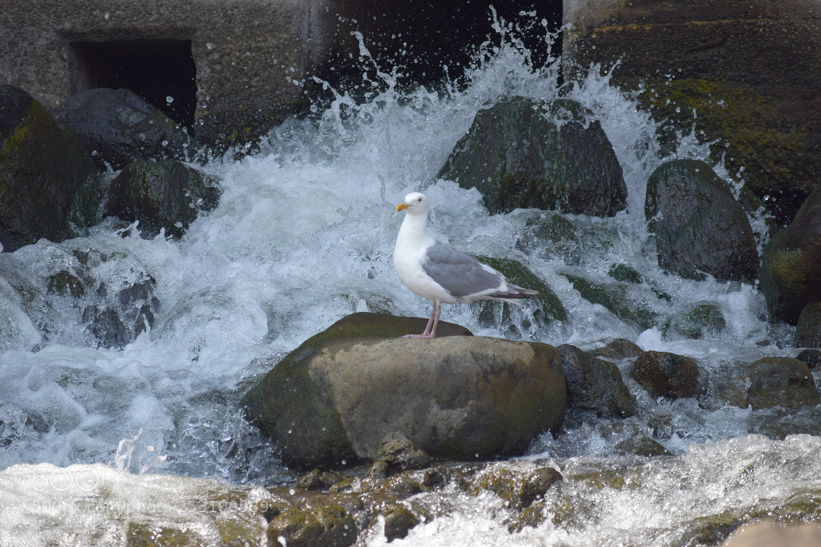 Nikon D3300 sample photo. Ridiculously photogenic seagull photography