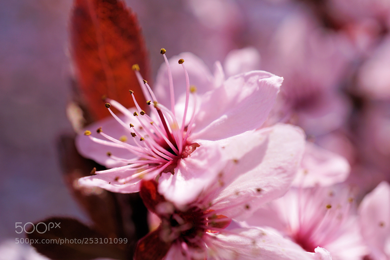 Sony a6000 sample photo. Beautiful spring flowers on photography