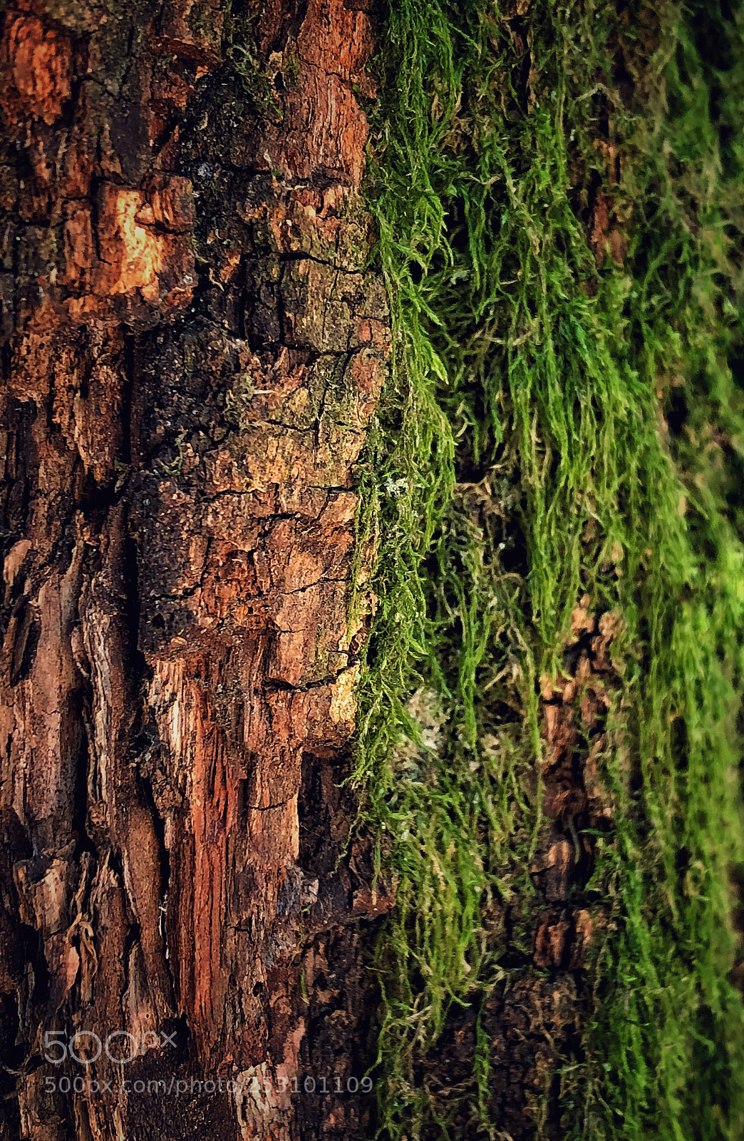 Apple iPhone X sample photo. Wood  photography