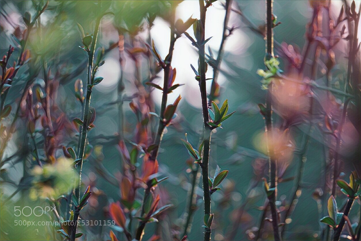 Sony a6000 sample photo. Fairytale garden photography