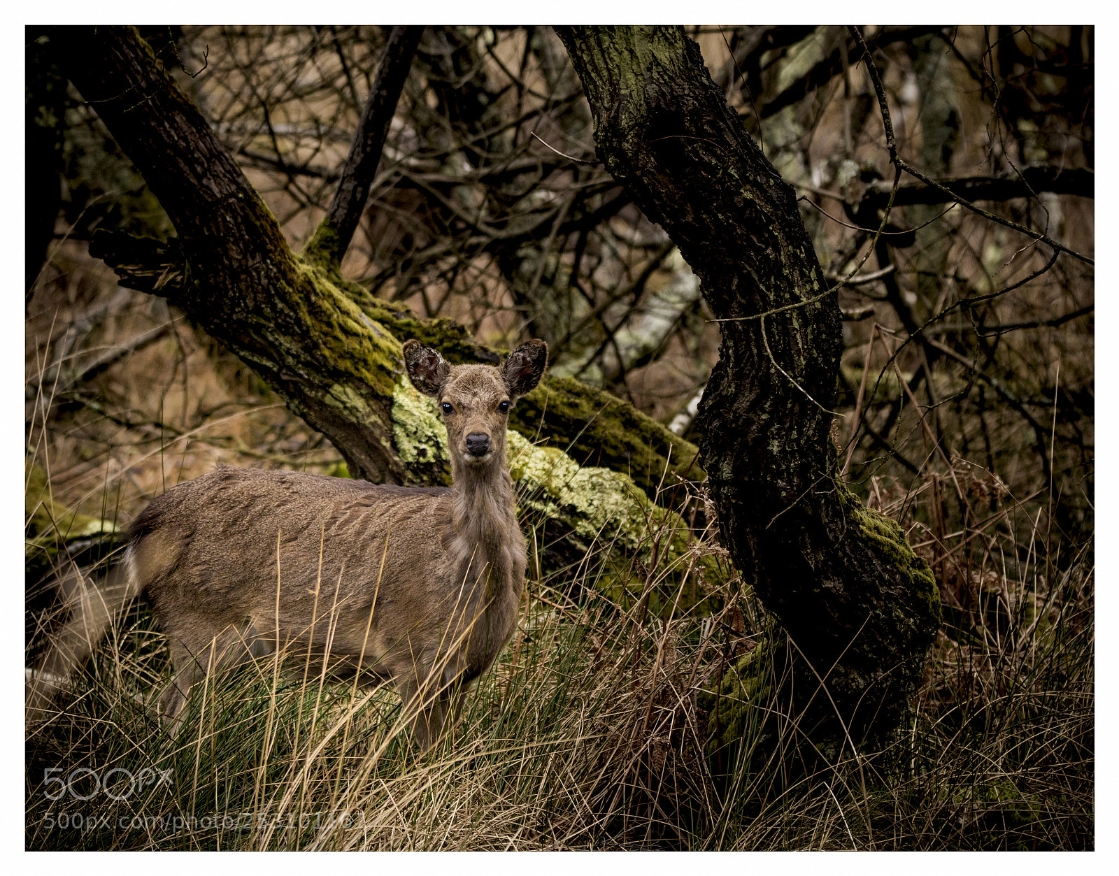 Canon EOS 750D (EOS Rebel T6i / EOS Kiss X8i) sample photo. Sika deer photography