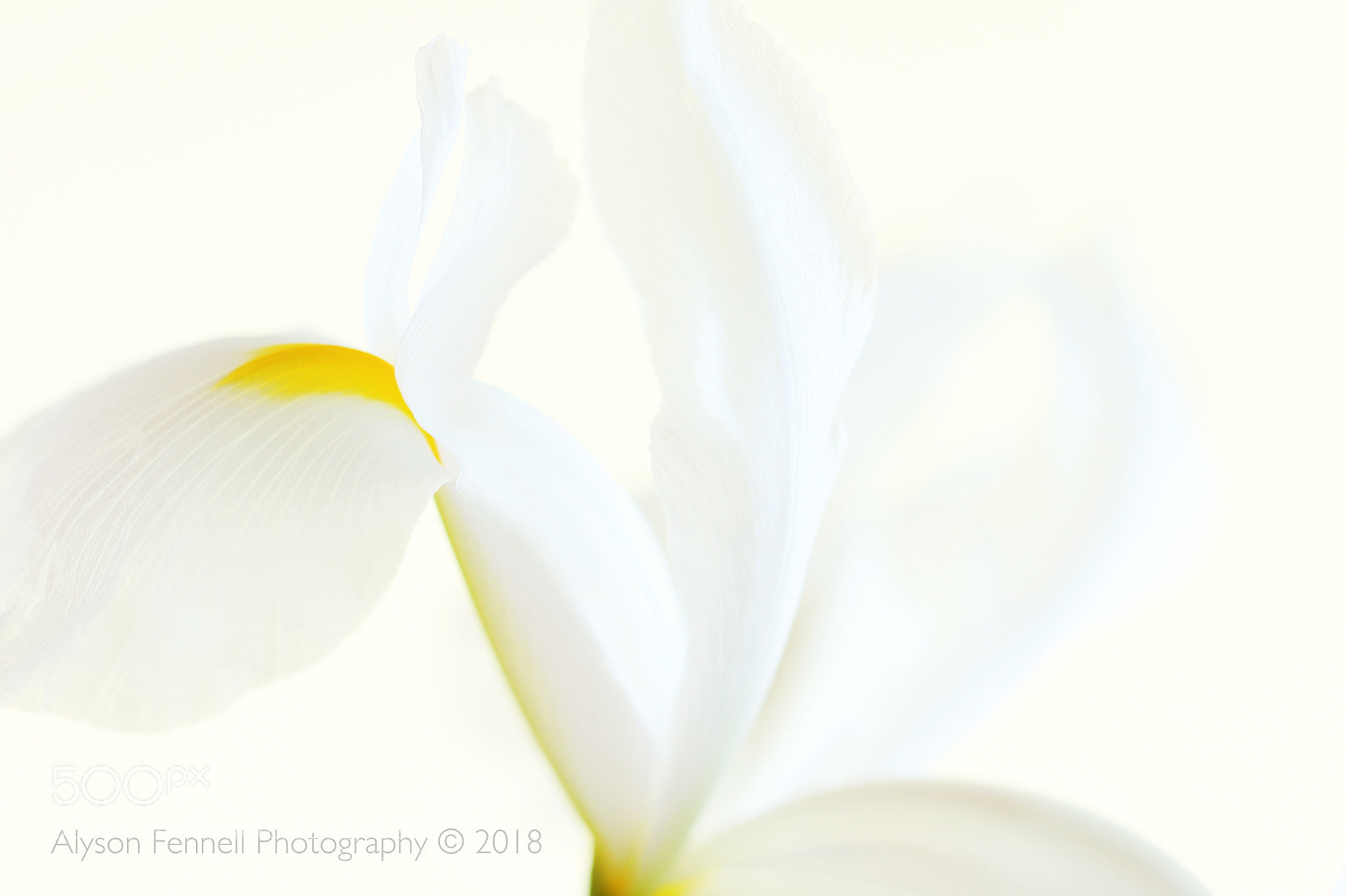 Canon EOS 7D Mark II sample photo. White iris flower photography