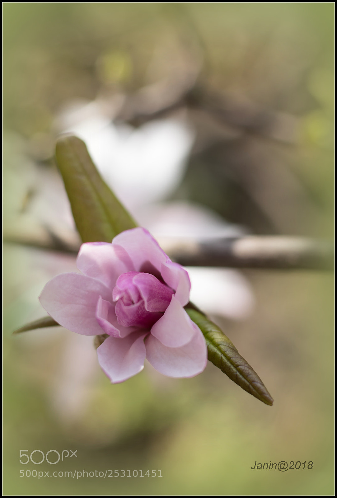 Canon EOS 77D (EOS 9000D / EOS 770D) sample photo. Teenager magnolia flower photography
