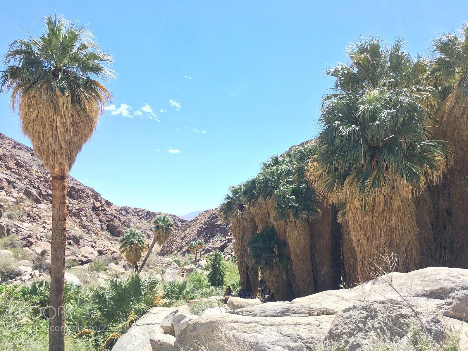 Apple iPhone 6s sample photo. Oasis in the desert photography