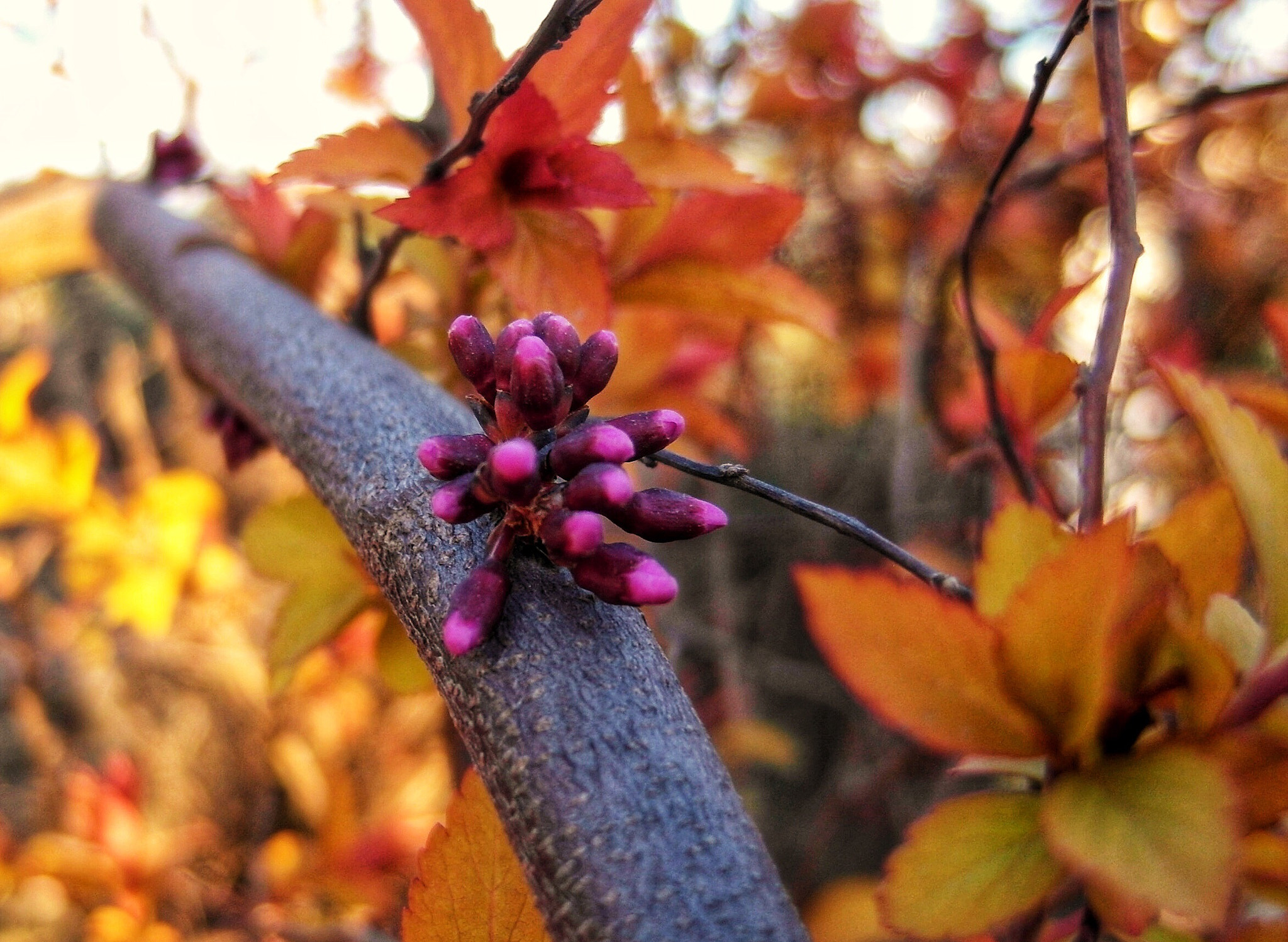 Samsung EX1 sample photo. Spring  photography