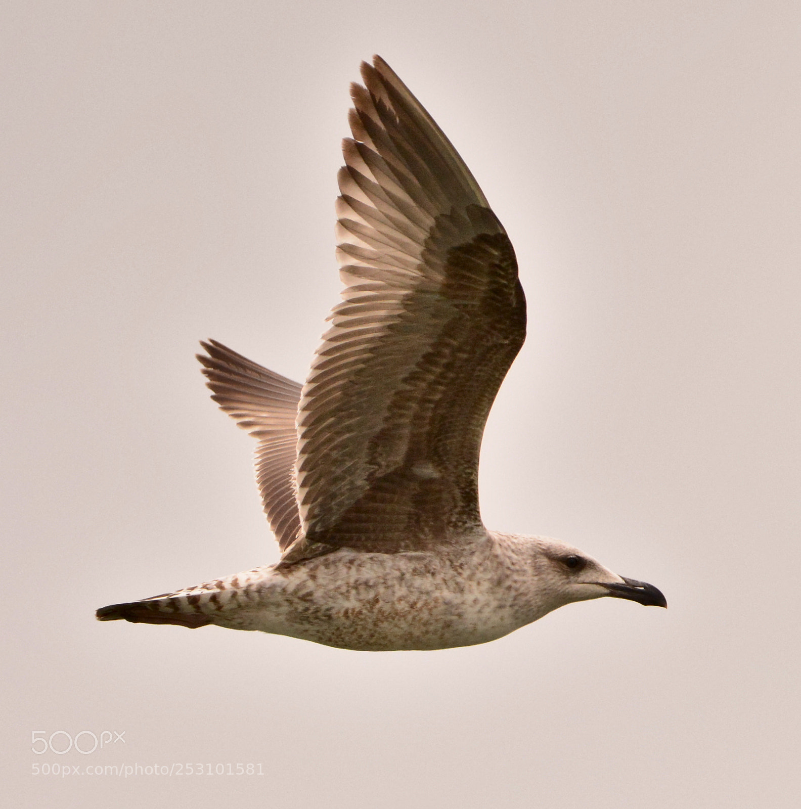 Nikon D7100 sample photo. Larus argentatus photography
