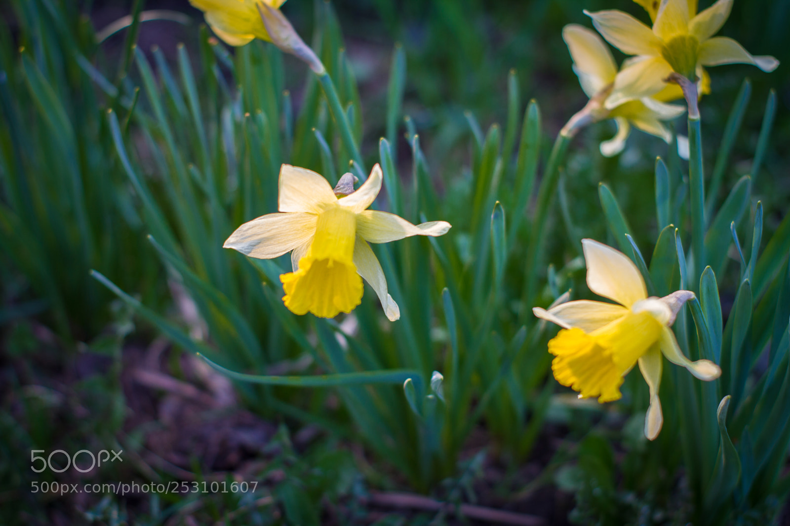 Canon EOS 7D sample photo. Yellow narcissus - spring photography