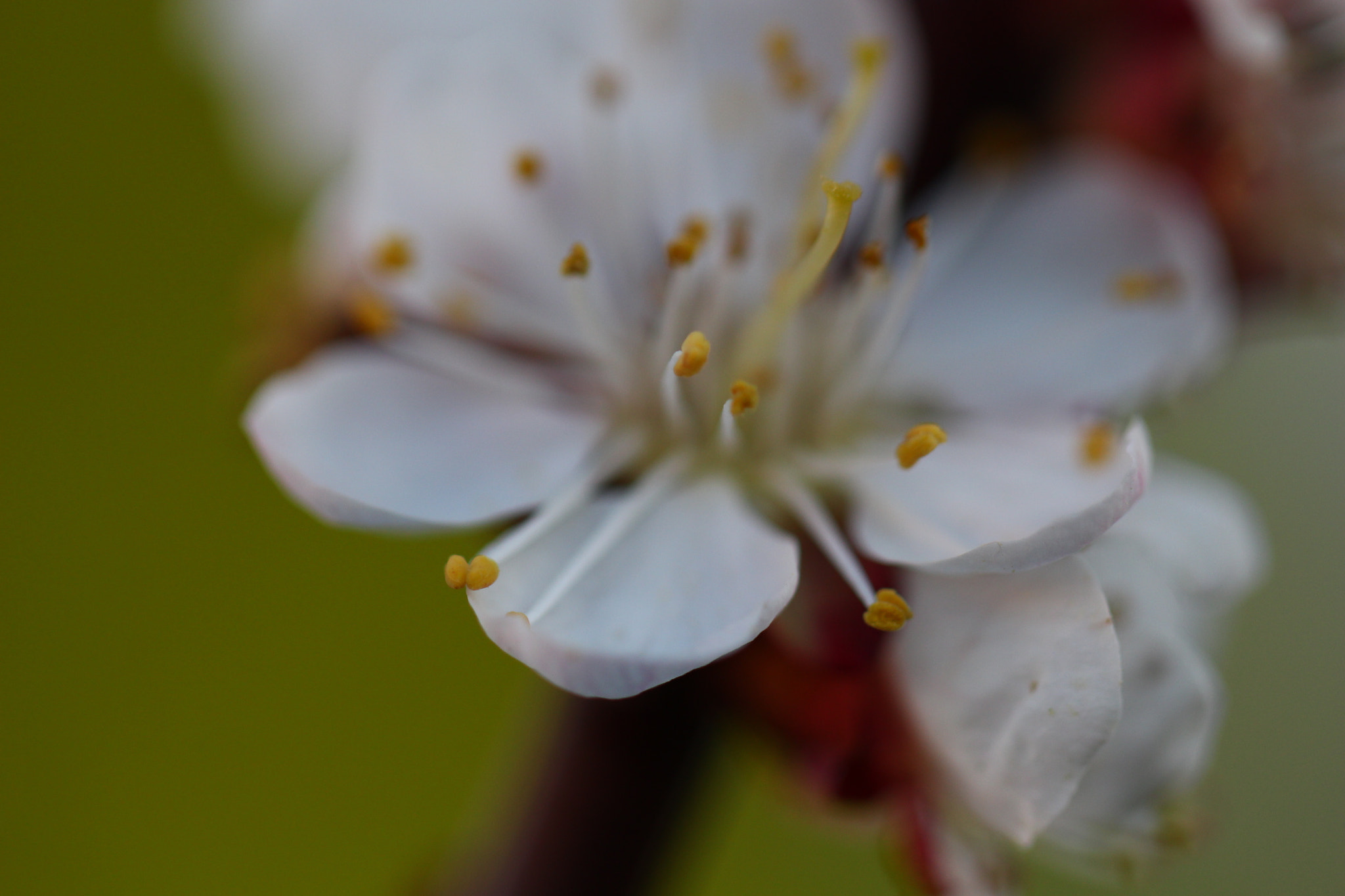 Canon EF 100mm F2.8L Macro IS USM sample photo. Cherry blossom photography