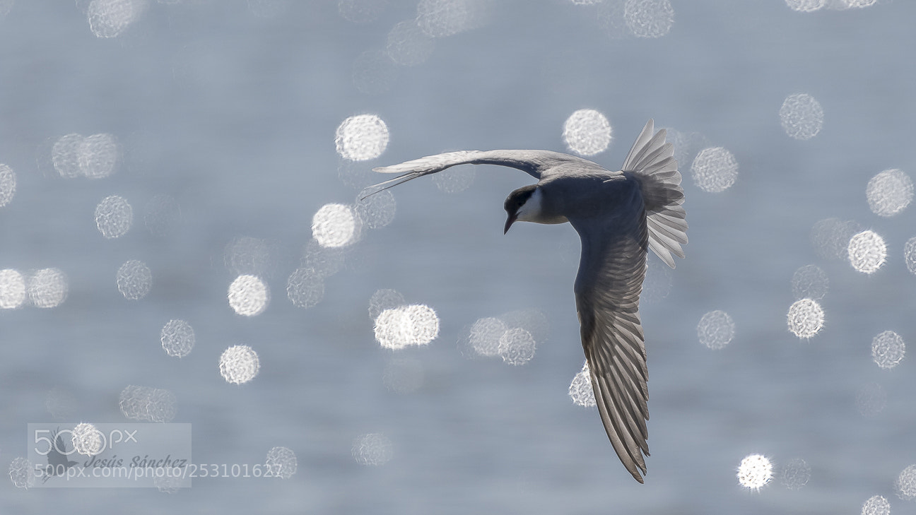 Canon EOS 7D Mark II sample photo. Fumarel cariblanco (chlidonias hybridus) photography