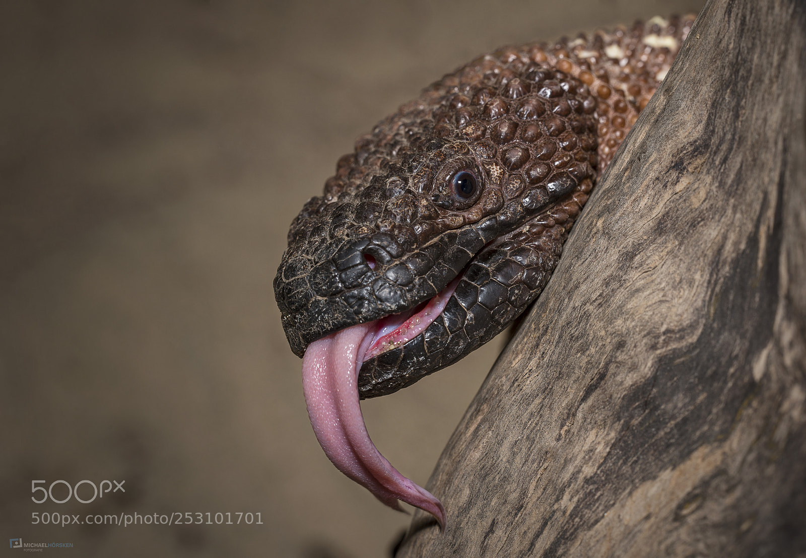 Nikon D800E sample photo. Lizard photography