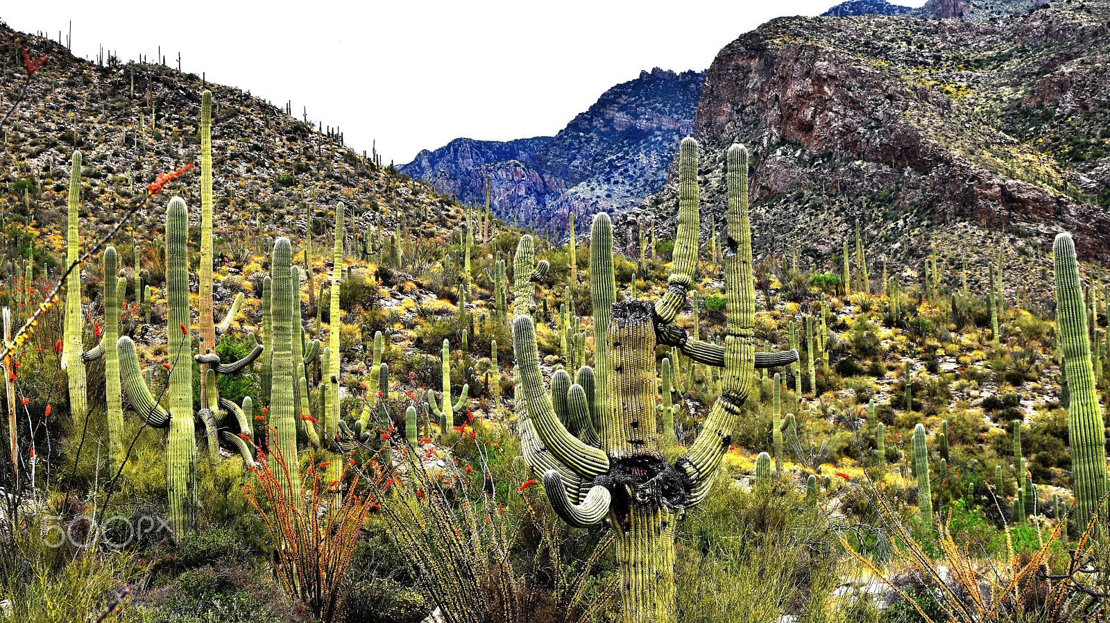Nikon D5500 sample photo. Cacti tusconz photography