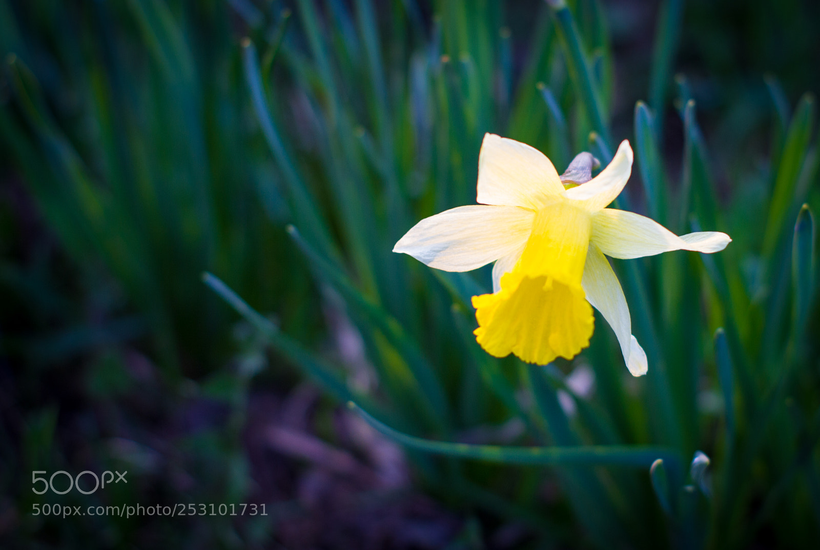 Canon EOS 7D sample photo. Yellow narcissus - spring photography