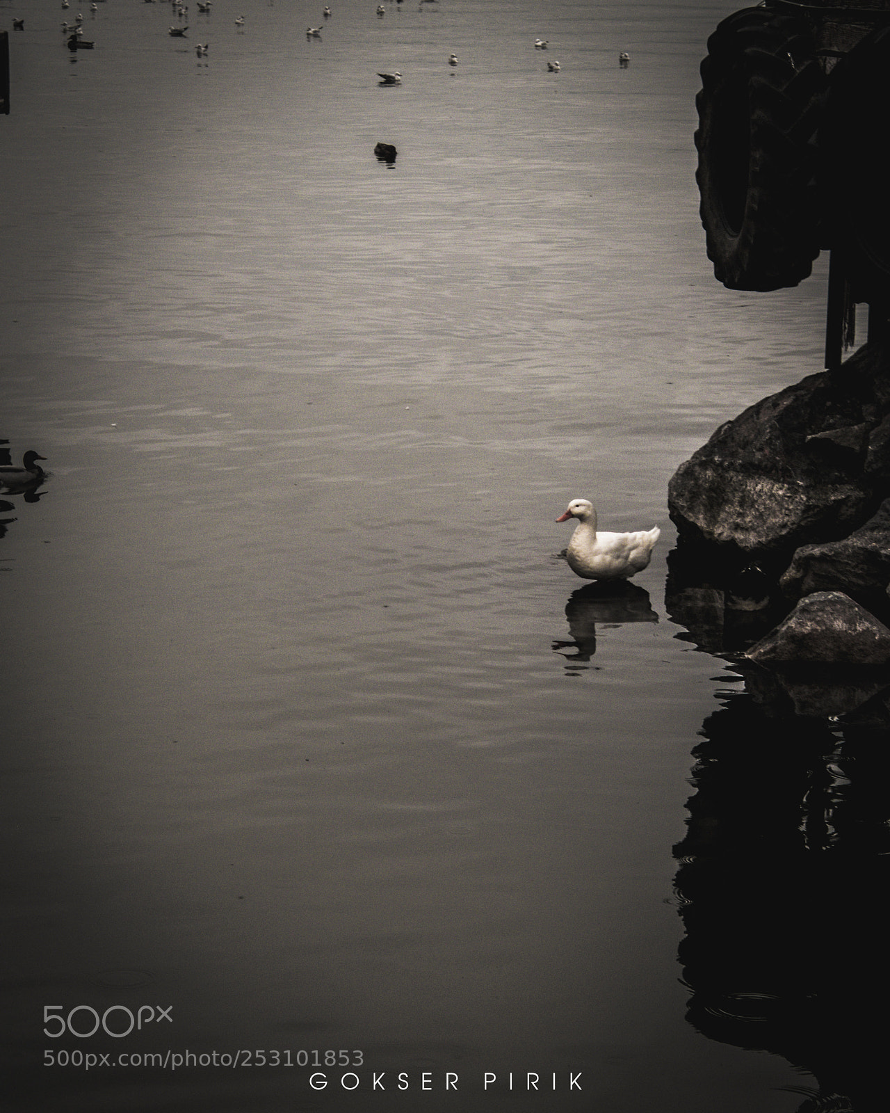 Canon EOS 700D (EOS Rebel T5i / EOS Kiss X7i) sample photo. Duck photography
