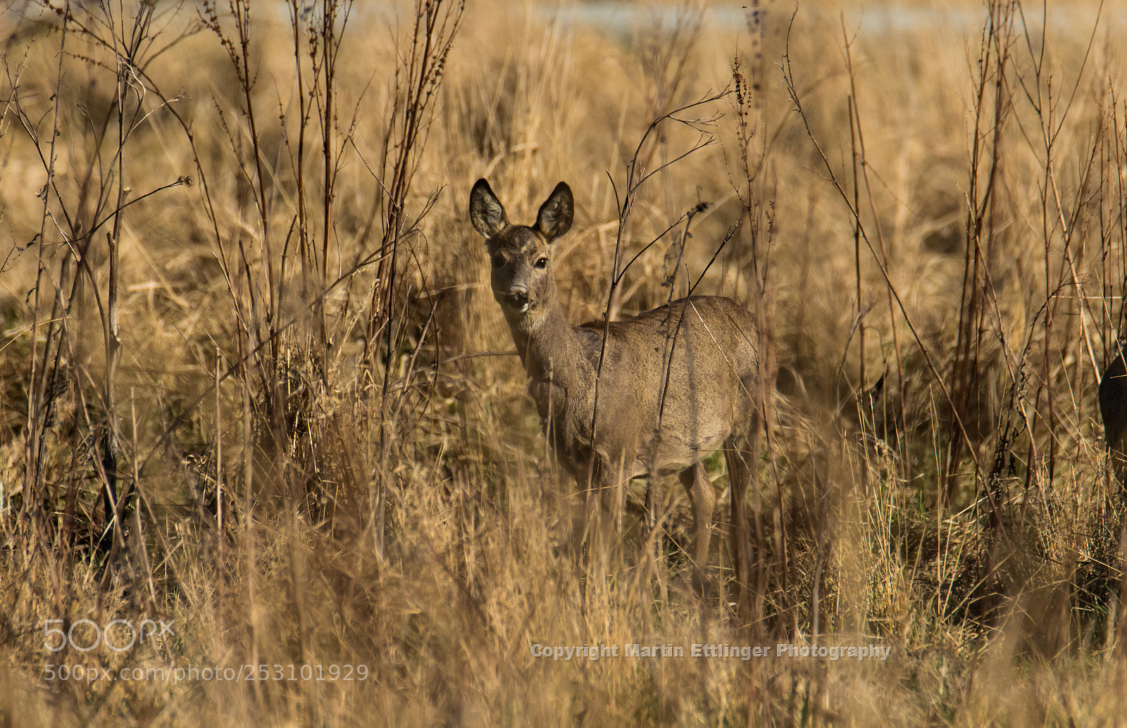 Canon EOS 7D Mark II sample photo. Deer capreolus capreolus stands photography