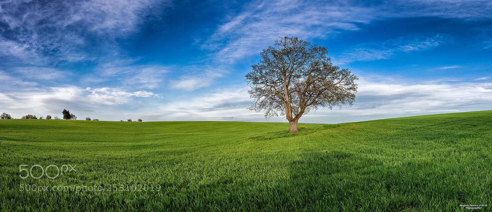 Nikon D810 sample photo. Un albero per amico photography
