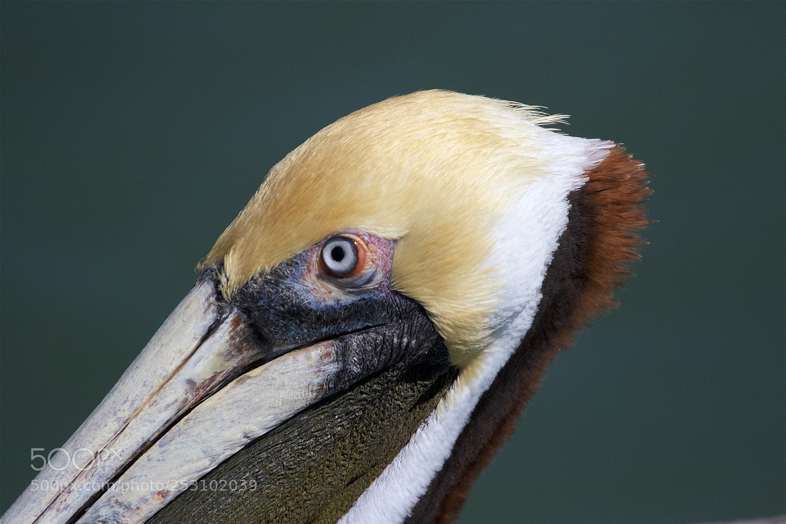 Canon EOS 7D sample photo. Brown pelican photography