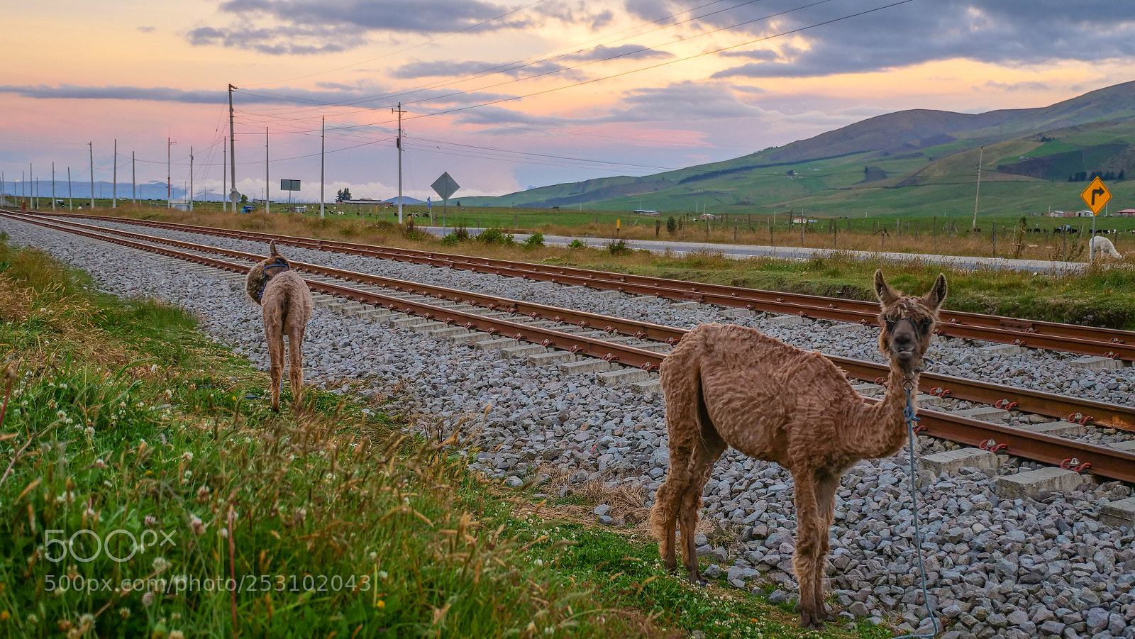 Panasonic Lumix DC-GH5 sample photo. Llamas in ecuador photography