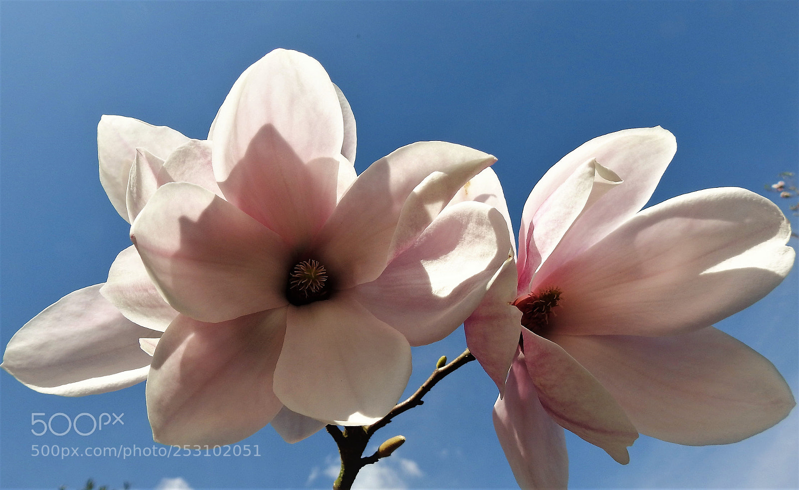 Nikon Coolpix P900 sample photo. Magnifolia photography