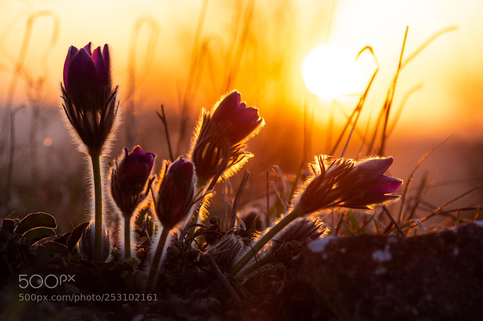 Nikon D5500 sample photo. Pulsatilla photography