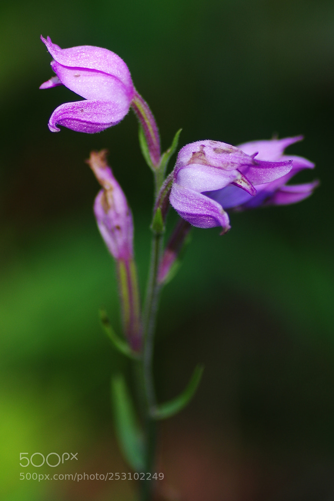 Pentax K-3 sample photo. Punanetolmpea photography