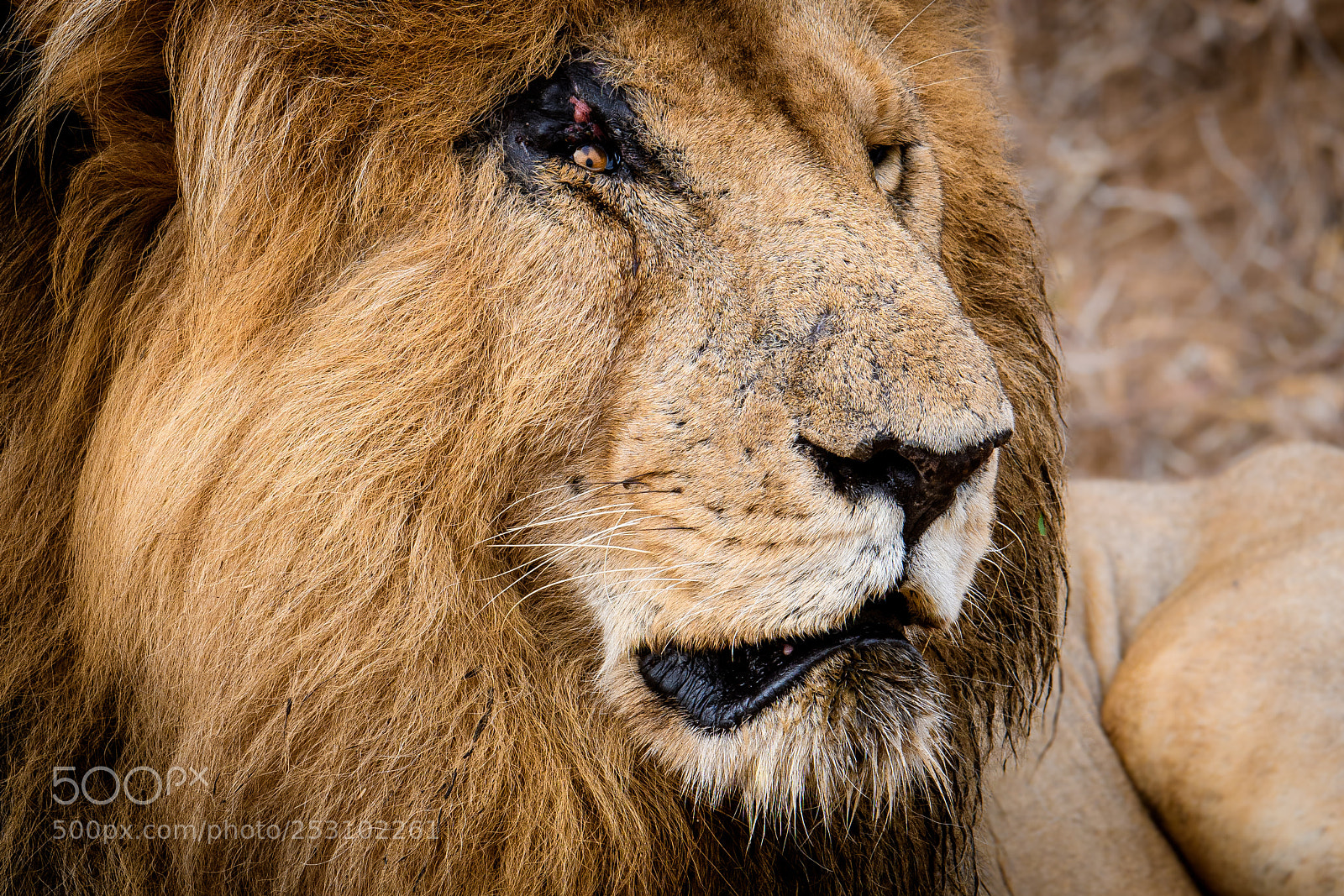 Nikon D500 sample photo. Scar photography