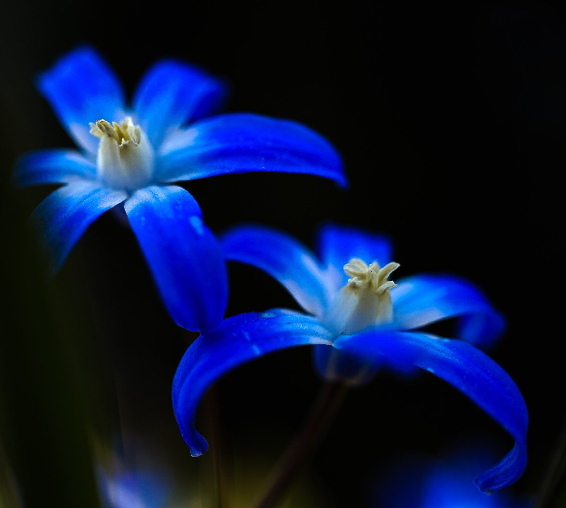 Sony Alpha QX1 sample photo. Blue beauty  photography