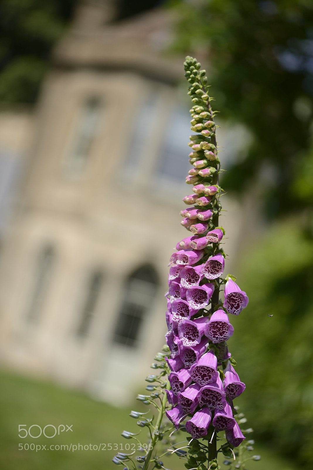 Nikon D800 sample photo. Foxglove photography