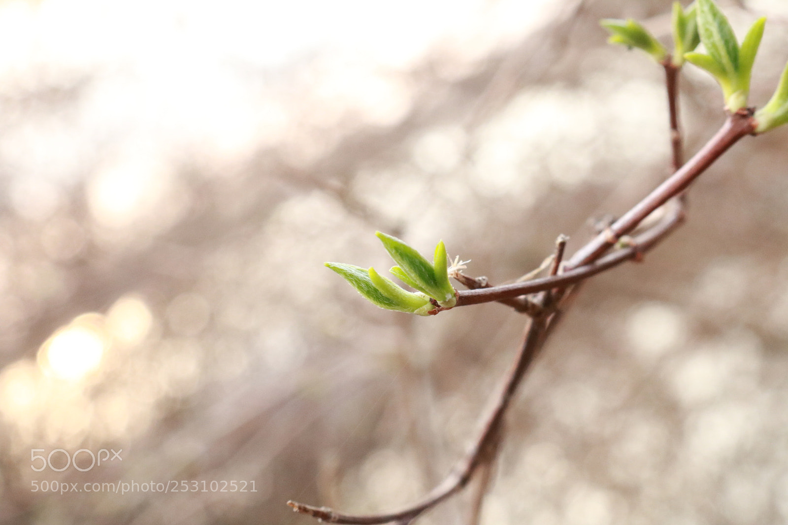 Canon EOS 750D (EOS Rebel T6i / EOS Kiss X8i) sample photo. Img photography