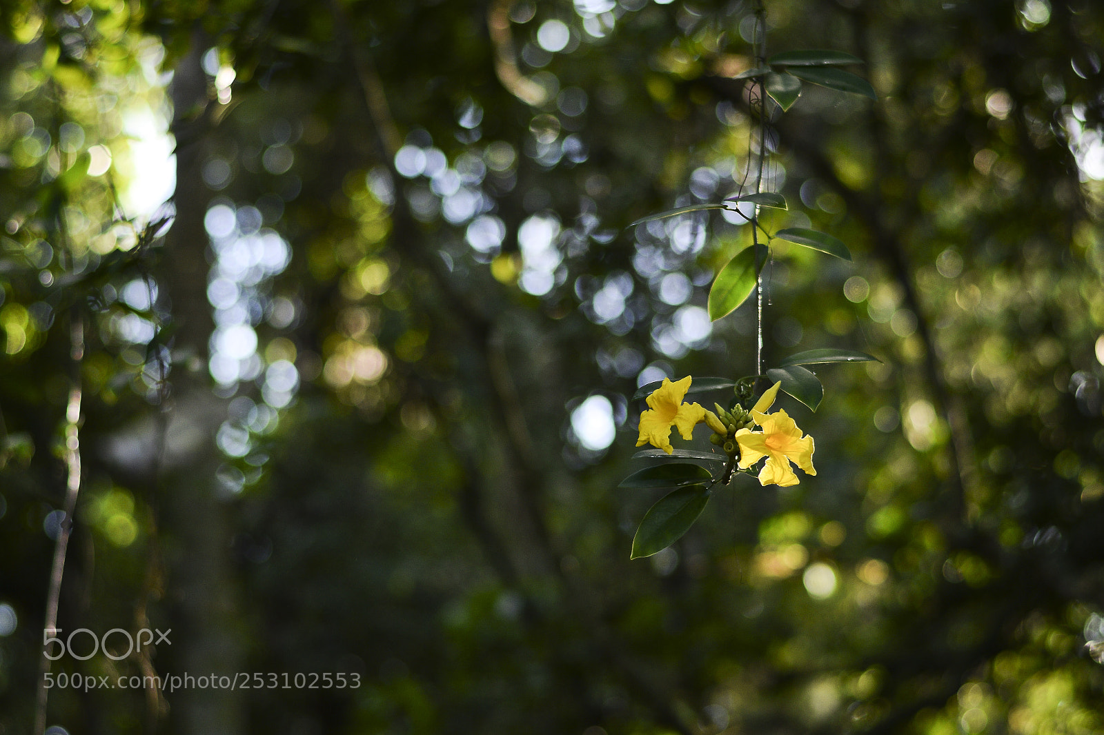 Nikon D5300 sample photo. Amarelinhas e iluminadas photography
