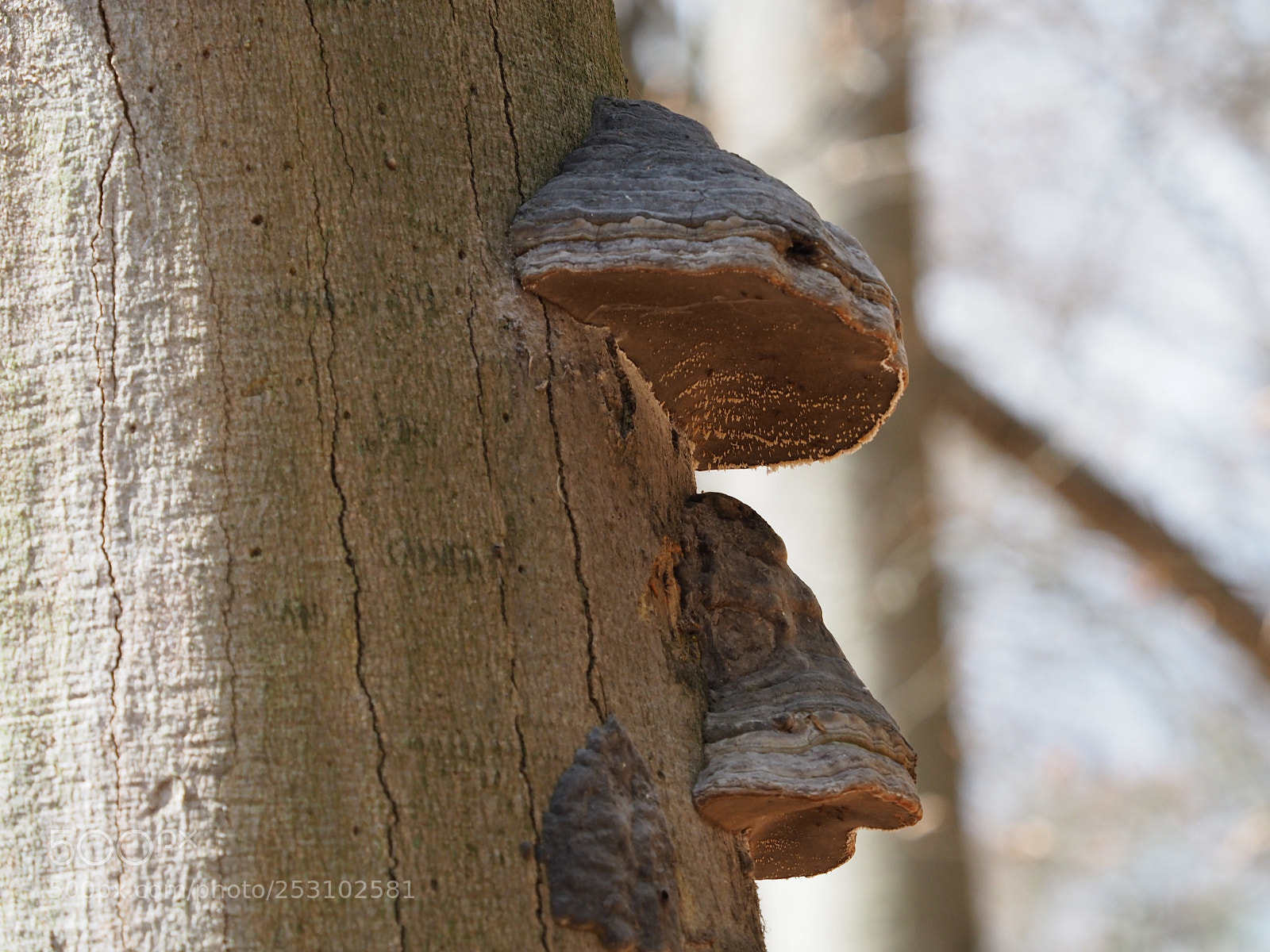 Olympus OM-D E-M5 II sample photo. Zunderschwamm photography