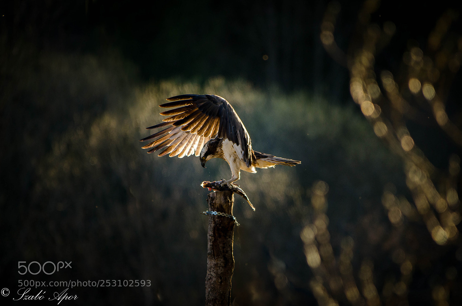 Nikon D7000 sample photo. Osprey photography