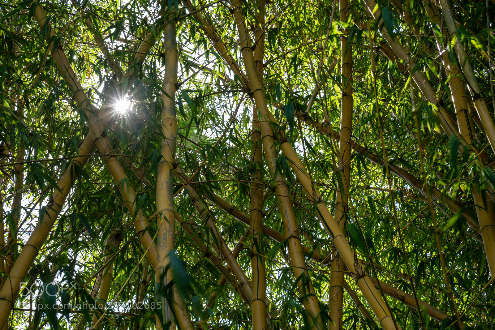 Sony a7R III sample photo. Bamboo in liliuokalani park photography