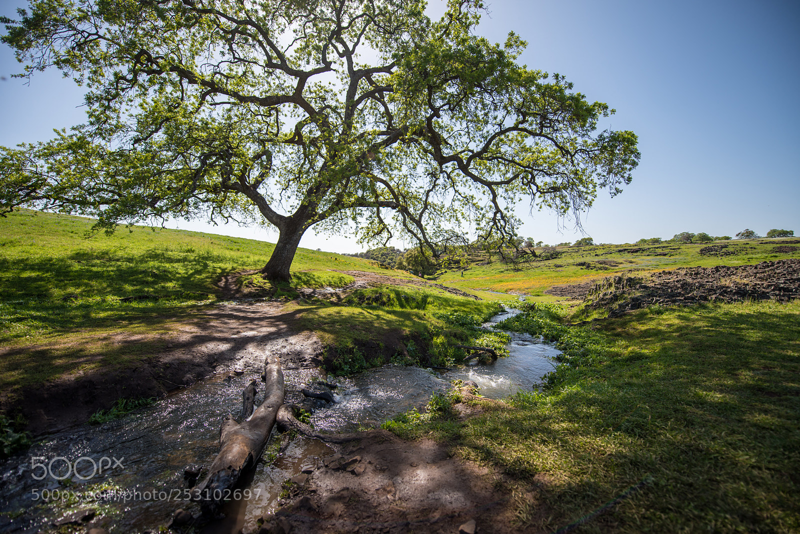 Nikon D810 sample photo. A creek photography