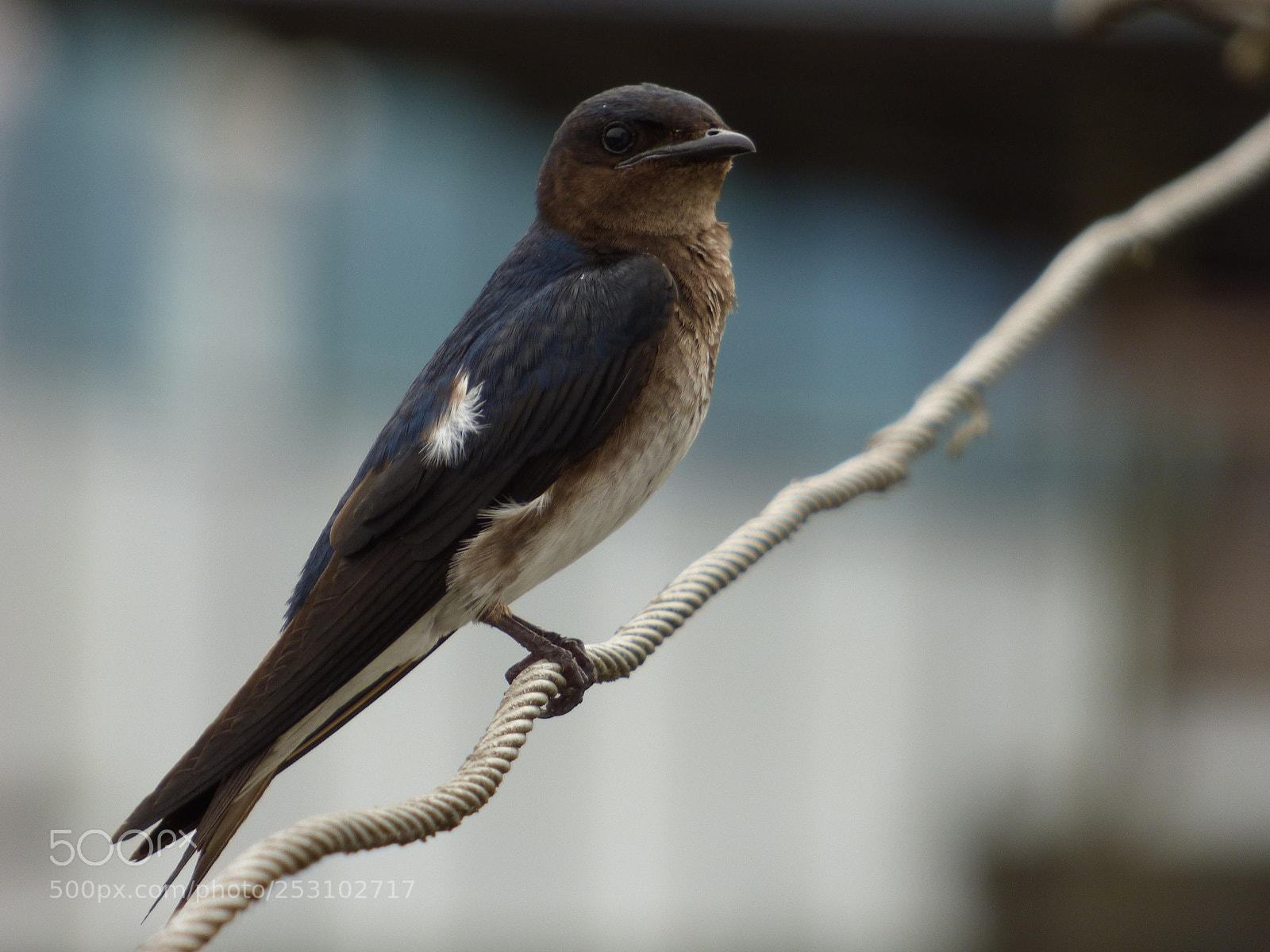 Panasonic Lumix DMC-FZ70 sample photo. Explorer swallow photography