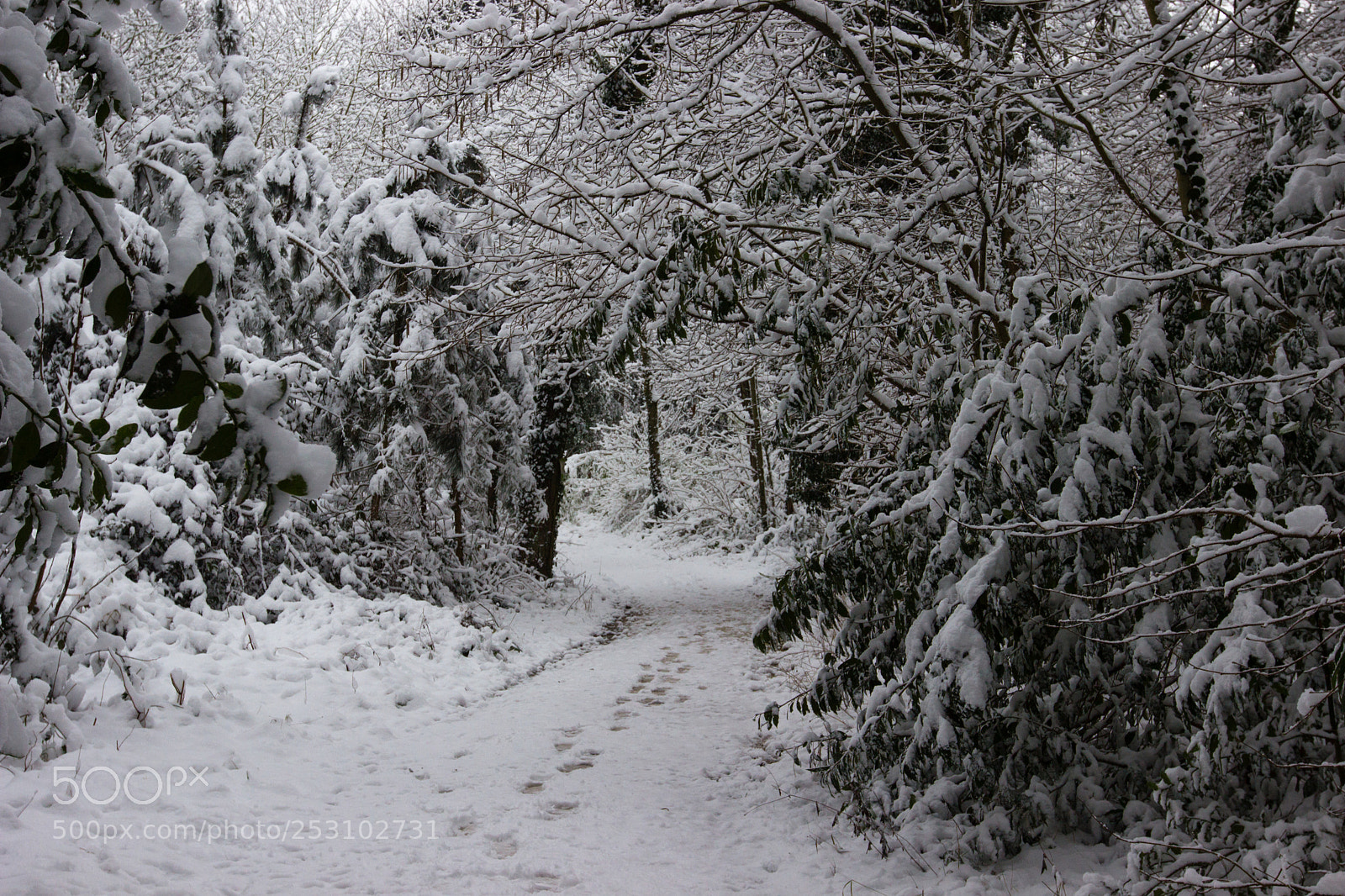 Canon EOS 600D (Rebel EOS T3i / EOS Kiss X5) sample photo. S'aventurer dans les bois photography