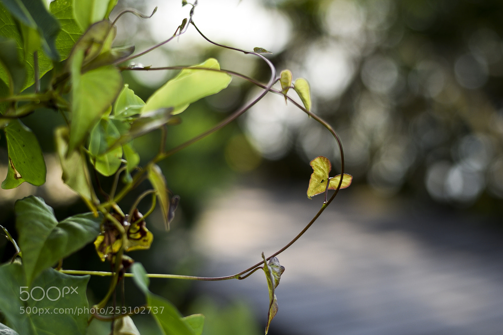 Nikon D5300 sample photo. Corações emaranhados photography
