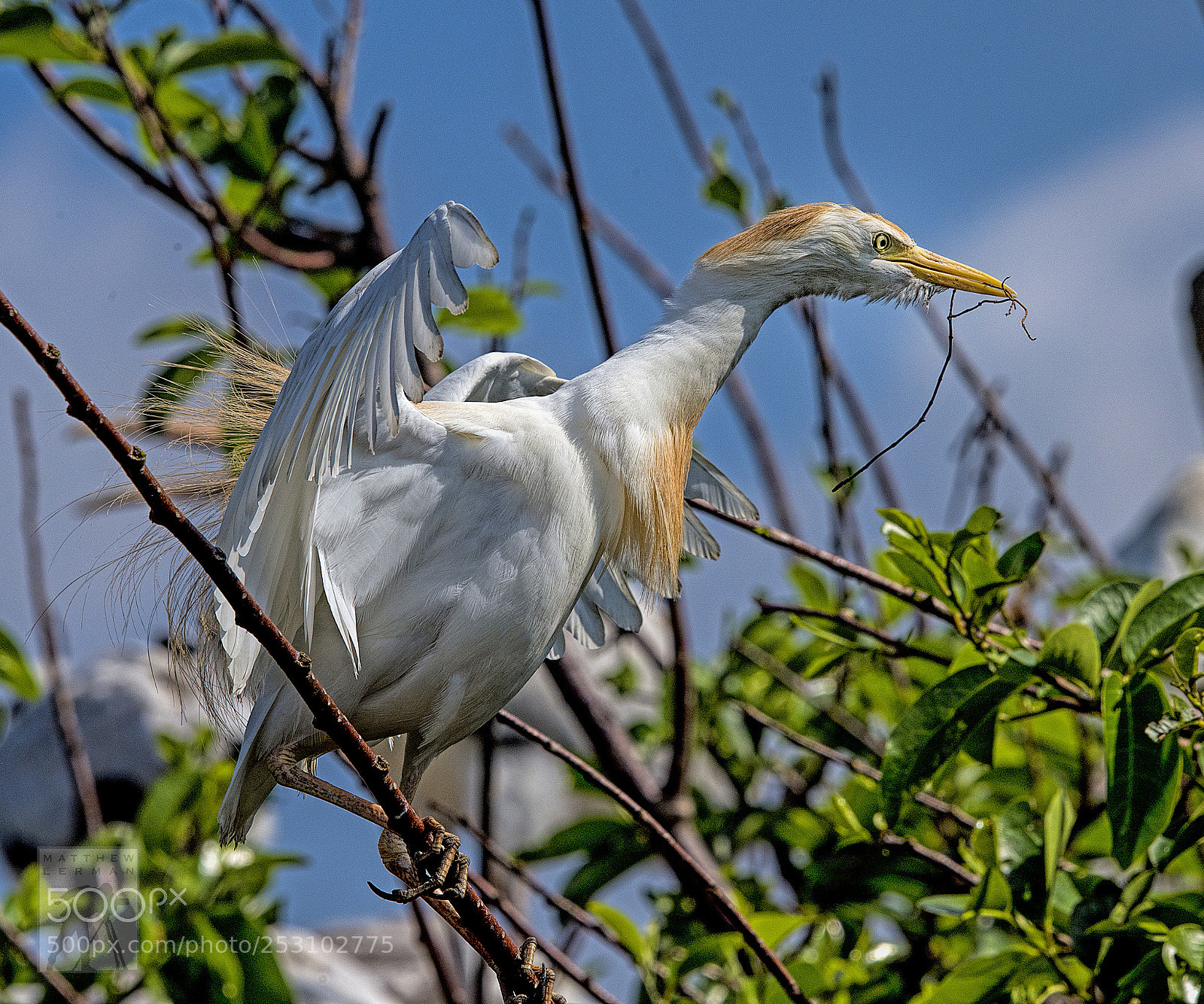 Nikon D810 sample photo. Branch 1770 photography