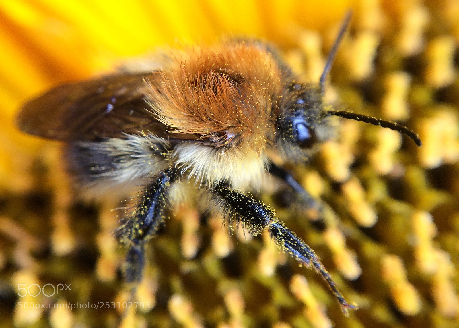 Apple iPhone 5s sample photo. Sun flower bee photography