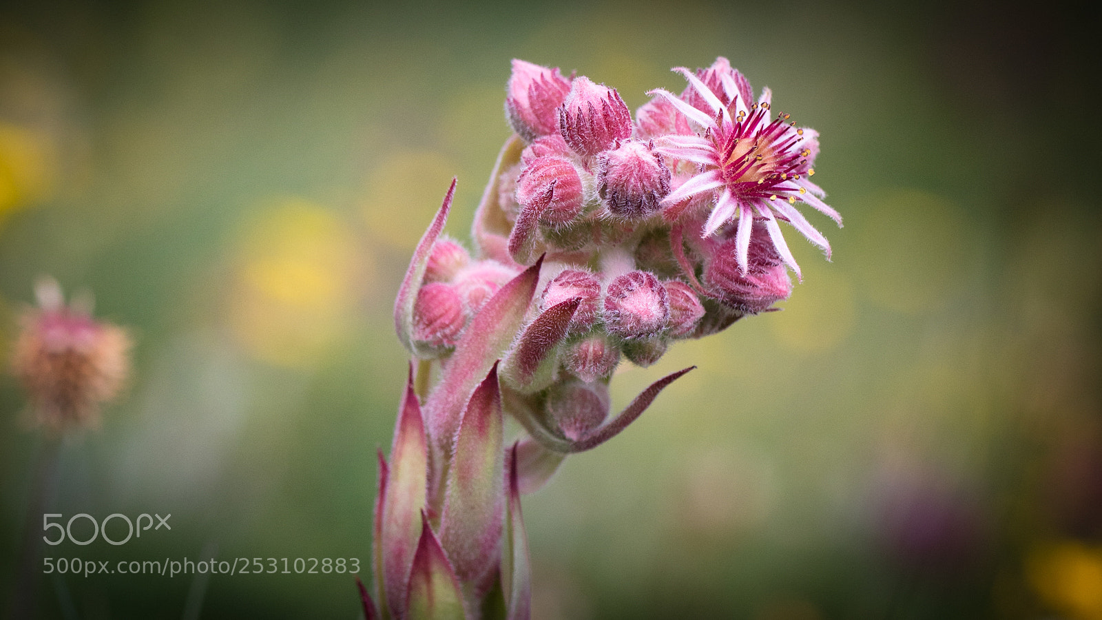 Canon EOS 5DS R sample photo. Sempervivum tectorum. joubarde photography
