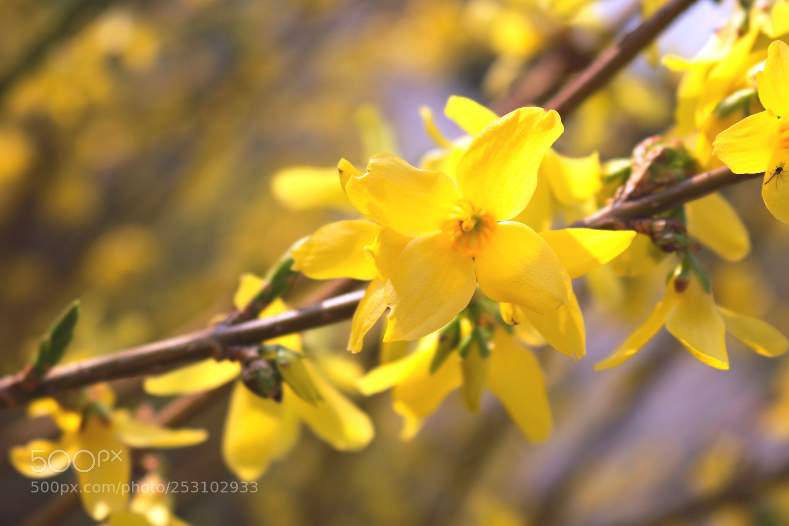 Canon EOS 750D (EOS Rebel T6i / EOS Kiss X8i) sample photo. Img photography