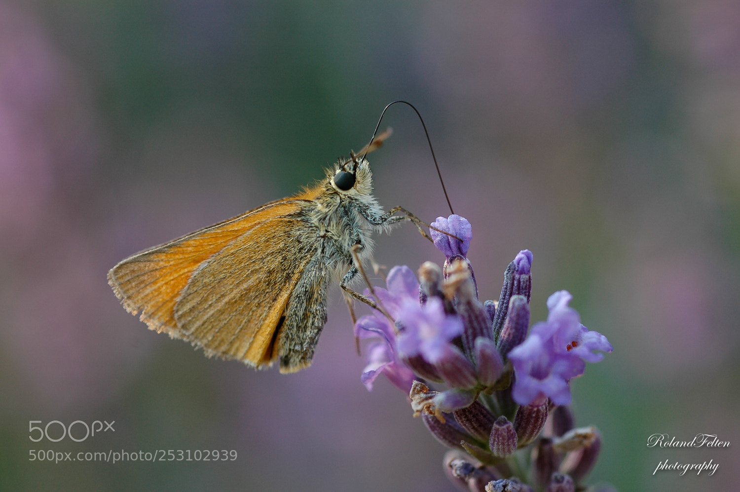 Nikon D70 sample photo. Skipper photography