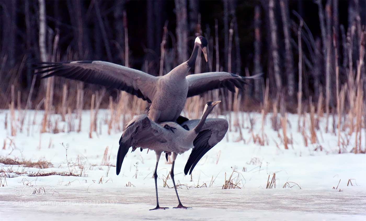 Pentax K-3 II sample photo. The making of cranes photography
