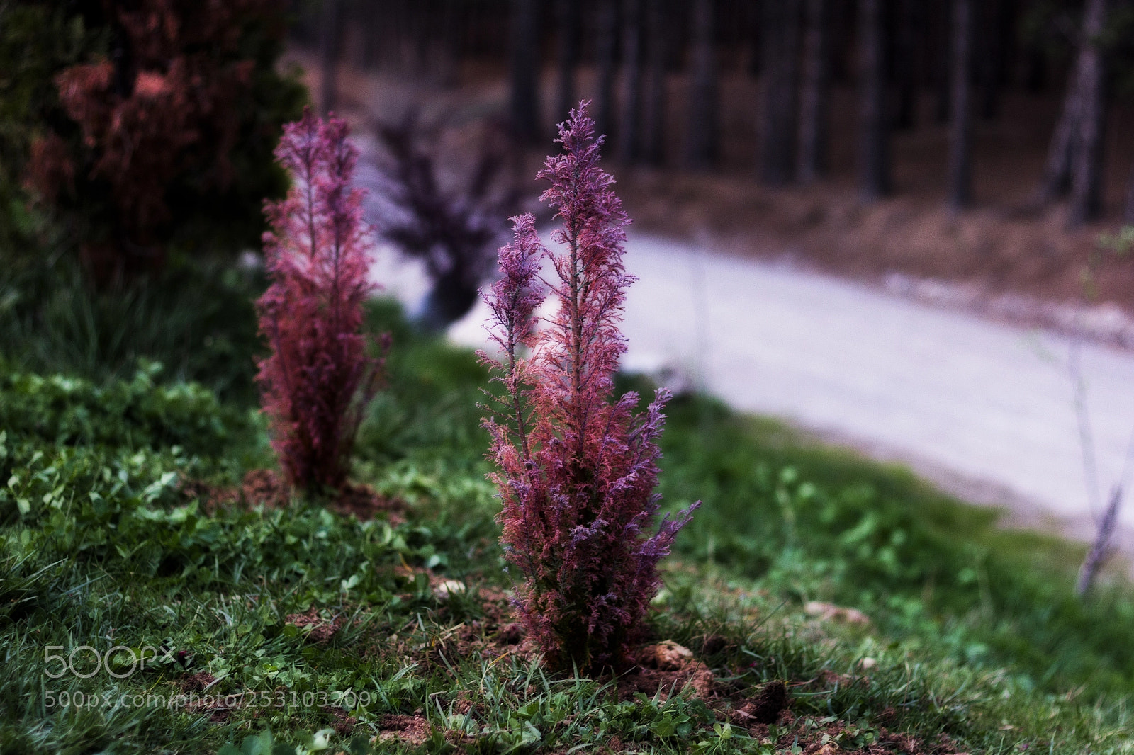 Canon EOS 60D sample photo. A matter of life photography