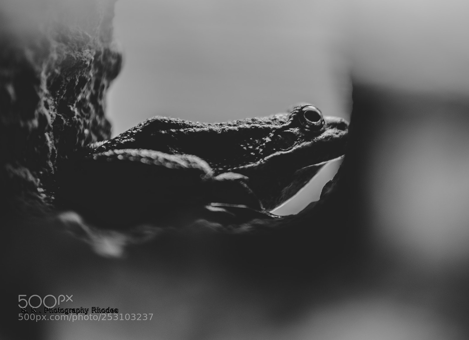 Nikon D610 sample photo. The frog photography