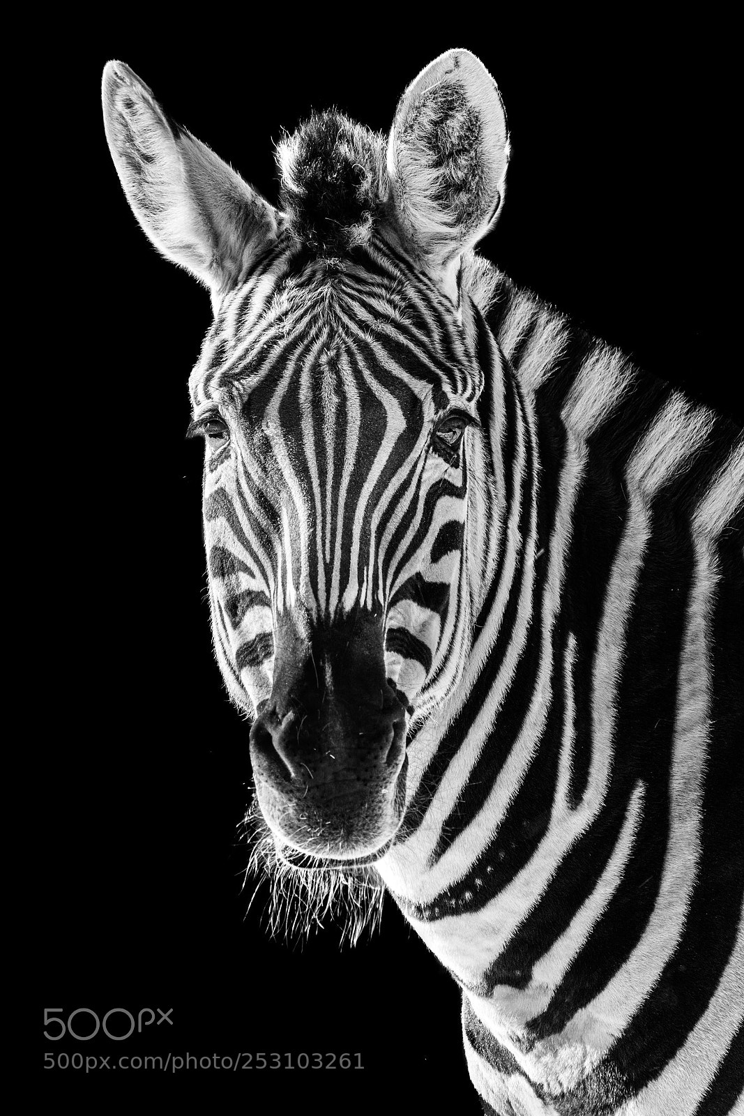 Sony a7R III sample photo. Zebra closeup ii photography