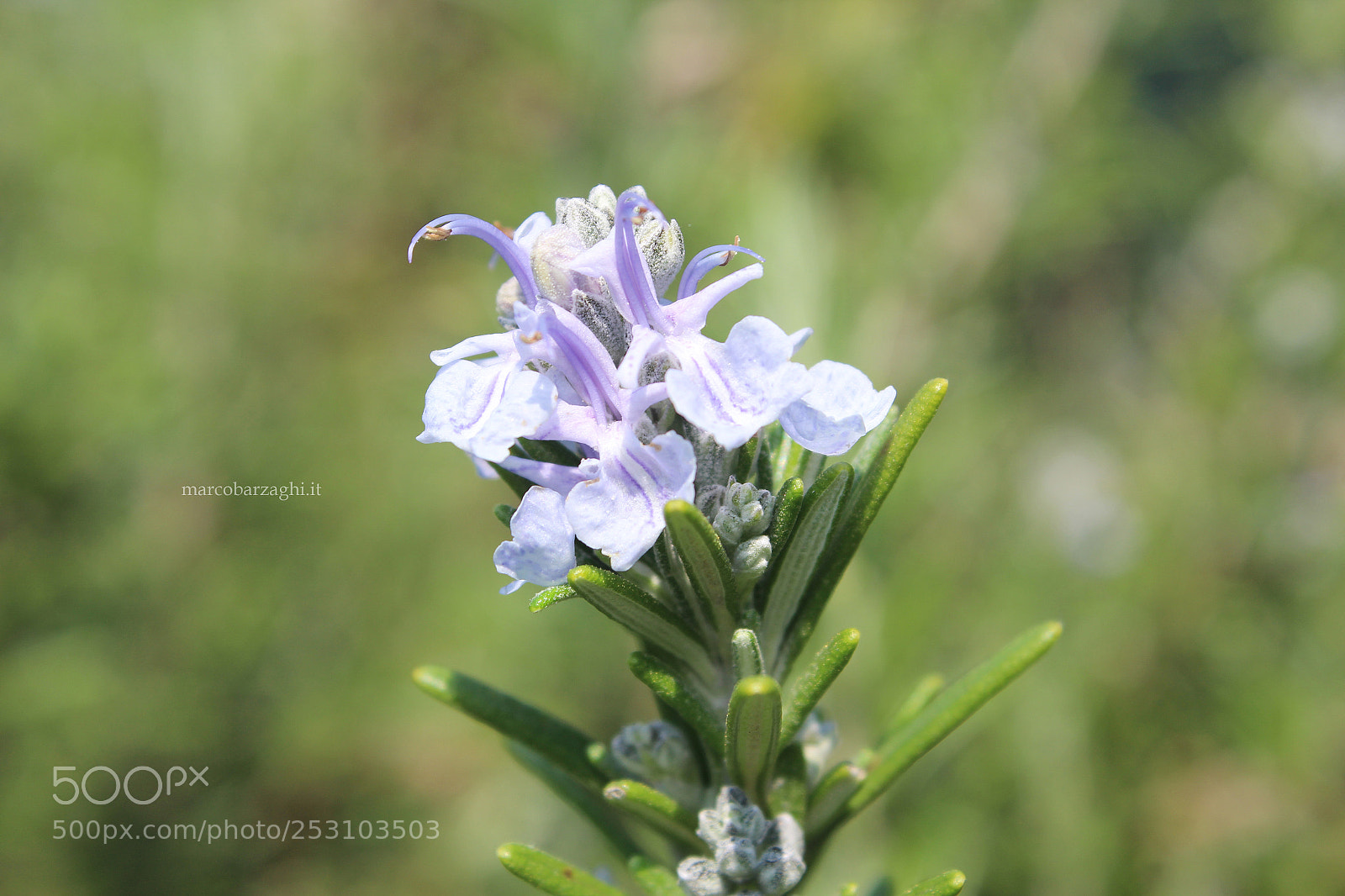 Canon EOS 600D (Rebel EOS T3i / EOS Kiss X5) sample photo. Garden - rosemary photography