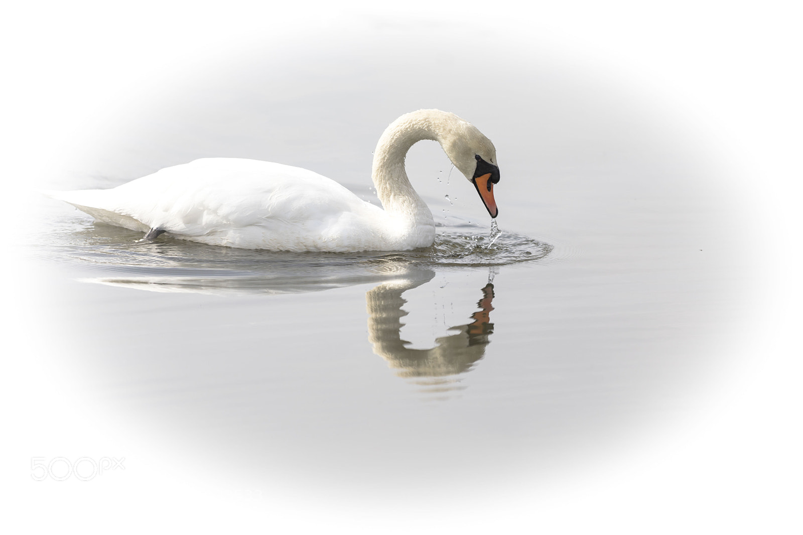 Canon EOS 5D Mark IV sample photo. Swan photography