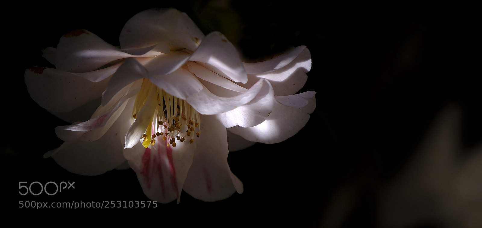 Fujifilm X-T2 sample photo. Danse of light and photography